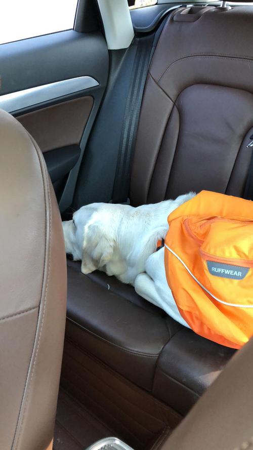 狗狗可以上出租车吗,狗狗可以上出租车吗现在?-第4张图片-后鲨宠物 狗狗可以上出租车吗,狗狗可以上出租车吗现在?-第4张图片-后鲨宠物