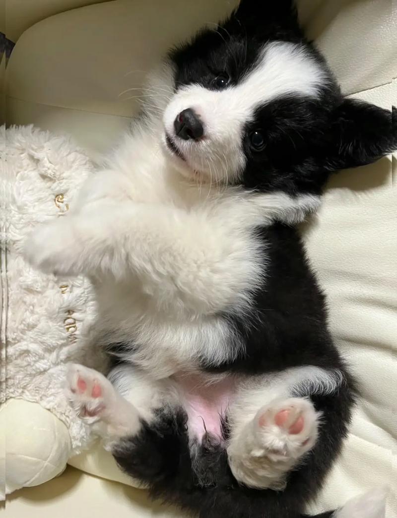 狗狗多大停止长个子,狗狗多大就不长个了-第2张图片-后鲨宠物 狗狗多大停止长个子,狗狗多大就不长个了-第2张图片-后鲨宠物