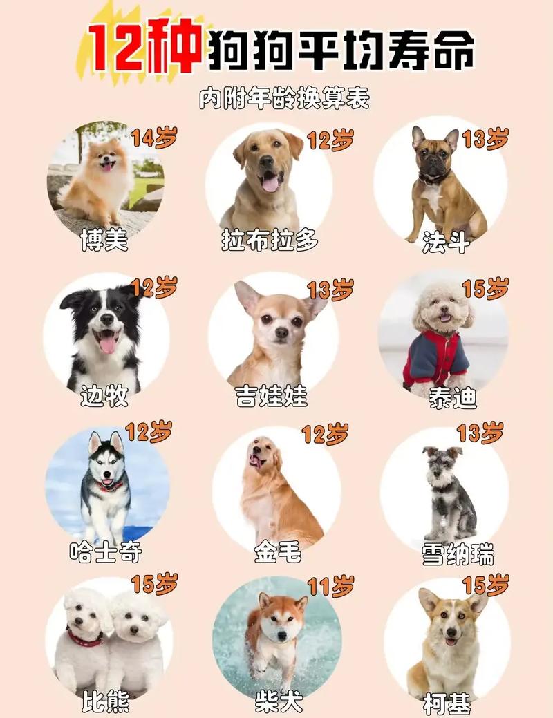 狗狗多大停止长个子,狗狗多大就不长个了-第4张图片-后鲨宠物 狗狗多大停止长个子,狗狗多大就不长个了-第4张图片-后鲨宠物