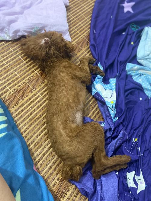 狗狗多大停止长个子,狗狗多大就不长个了-第5张图片-后鲨宠物 狗狗多大停止长个子,狗狗多大就不长个了-第5张图片-后鲨宠物