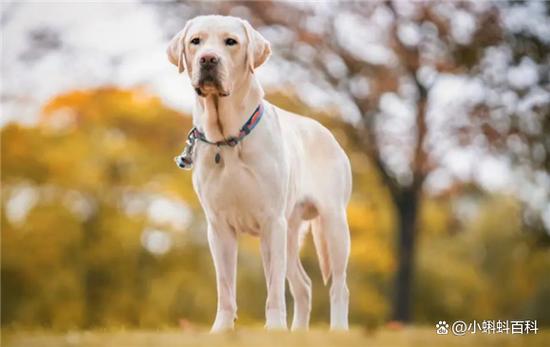 狗狗多大停止长个子,狗狗多大就不长个了-第6张图片-后鲨宠物 狗狗多大停止长个子,狗狗多大就不长个了-第6张图片-后鲨宠物
