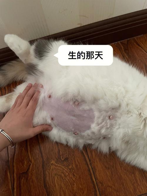  猫咪要生了怎么办，猫要生产了怎么办