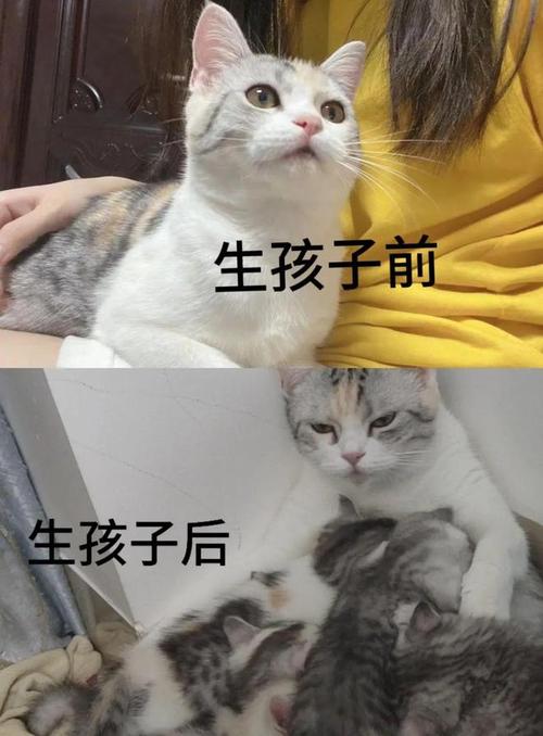 猫咪要生了怎么办,猫要生产了怎么办-第2张图片-后鲨宠物 猫咪要生了怎么办,猫要生产了怎么办-第2张图片-后鲨宠物