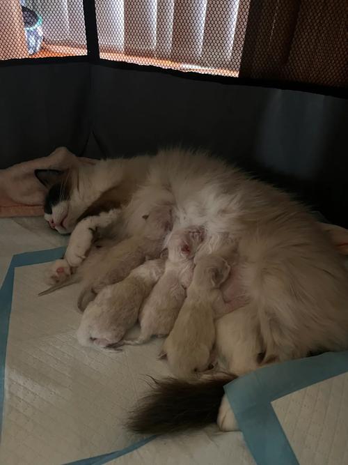猫咪要生了怎么办,猫要生产了怎么办-第3张图片-后鲨宠物 猫咪要生了怎么办,猫要生产了怎么办-第3张图片-后鲨宠物