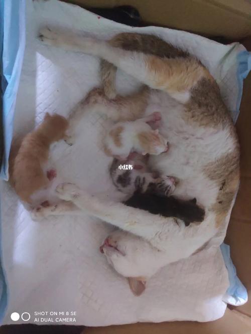猫咪要生了怎么办,猫要生产了怎么办-第4张图片-后鲨宠物 猫咪要生了怎么办,猫要生产了怎么办-第4张图片-后鲨宠物
