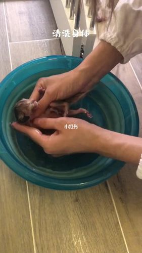 猫咪要生了怎么办,猫要生产了怎么办-第5张图片-后鲨宠物 猫咪要生了怎么办,猫要生产了怎么办-第5张图片-后鲨宠物