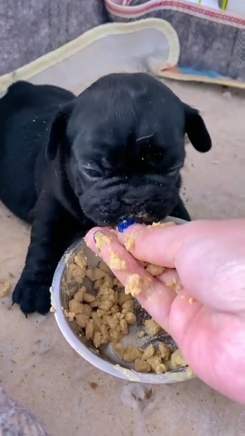  满月的狗狗吃什么，满月的狗狗吃什么驱虫药