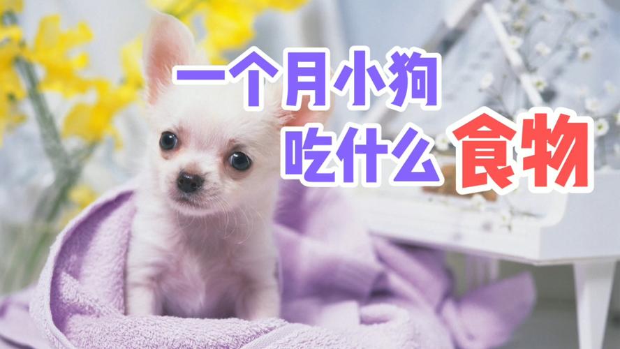 满月的狗狗吃什么,满月的狗狗吃什么驱虫药-第5张图片-后鲨宠物 满月的狗狗吃什么,满月的狗狗吃什么驱虫药-第5张图片-后鲨宠物