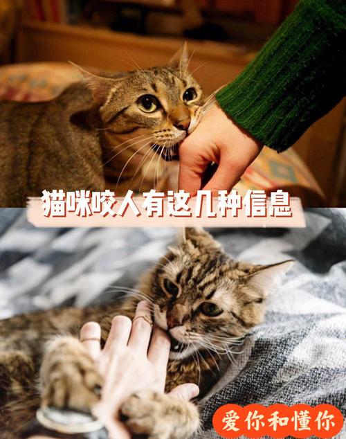猫咪突然狂躁咬人,猫咪突然很狂躁还咬人?-第2张图片-后鲨宠物 猫咪突然狂躁咬人,猫咪突然很狂躁还咬人?-第2张图片-后鲨宠物