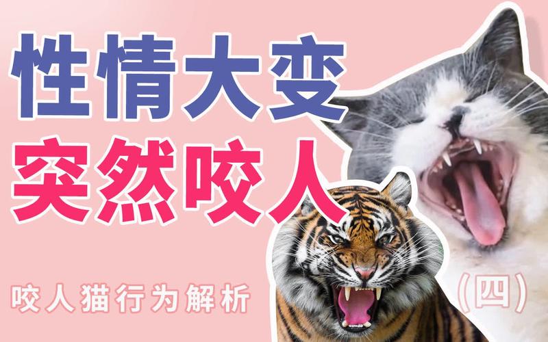 猫咪突然狂躁咬人,猫咪突然很狂躁还咬人?-第4张图片-后鲨宠物 猫咪突然狂躁咬人,猫咪突然很狂躁还咬人?-第4张图片-后鲨宠物