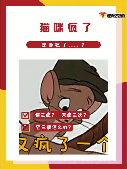 猫咪突然狂躁咬人,猫咪突然很狂躁还咬人?-第5张图片-后鲨宠物 猫咪突然狂躁咬人,猫咪突然很狂躁还咬人?-第5张图片-后鲨宠物