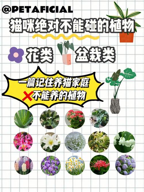 对猫咪有害的植物_对猫咪有害的植物种类