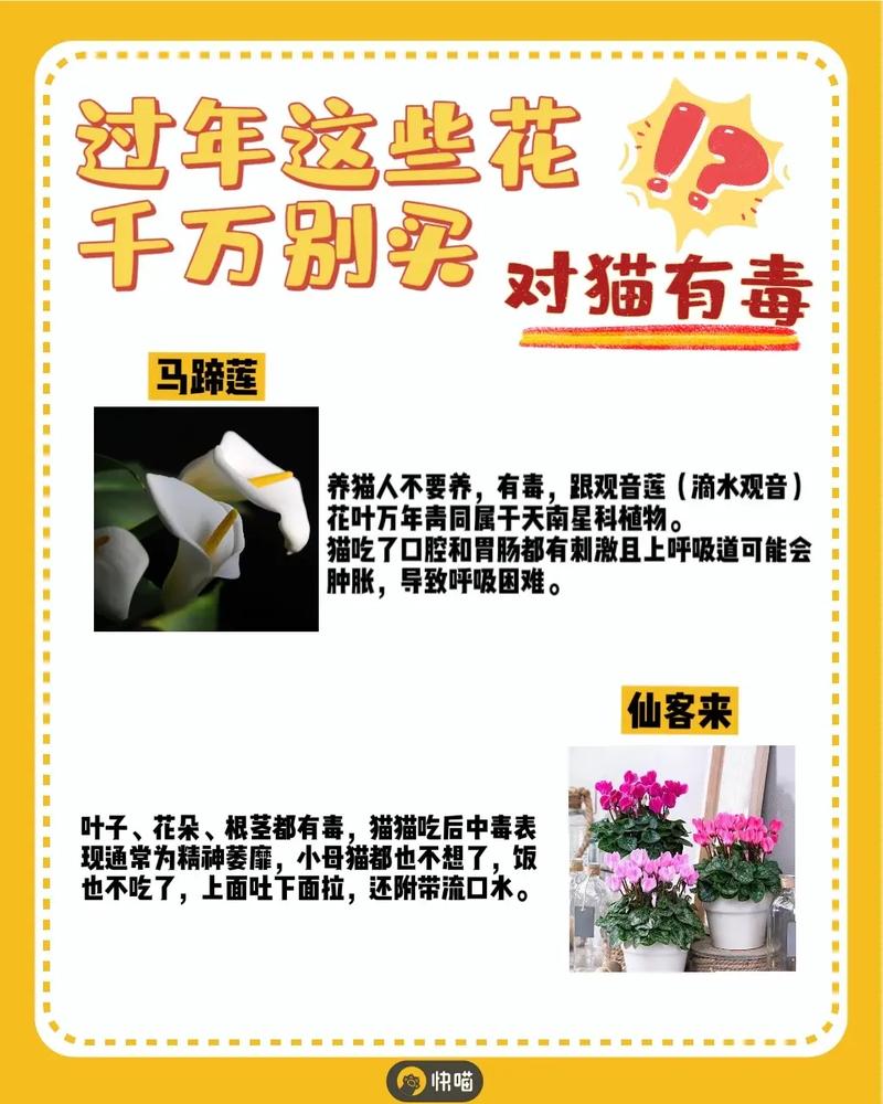 对猫咪有害的植物_对猫咪有害的植物种类-第5张图片-后鲨宠物 对猫咪有害的植物_对猫咪有害的植物种类-第5张图片-后鲨宠物