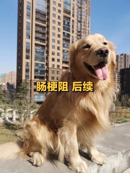 狗狗肠道堵塞症状，狗狗肠道梗阻症状？