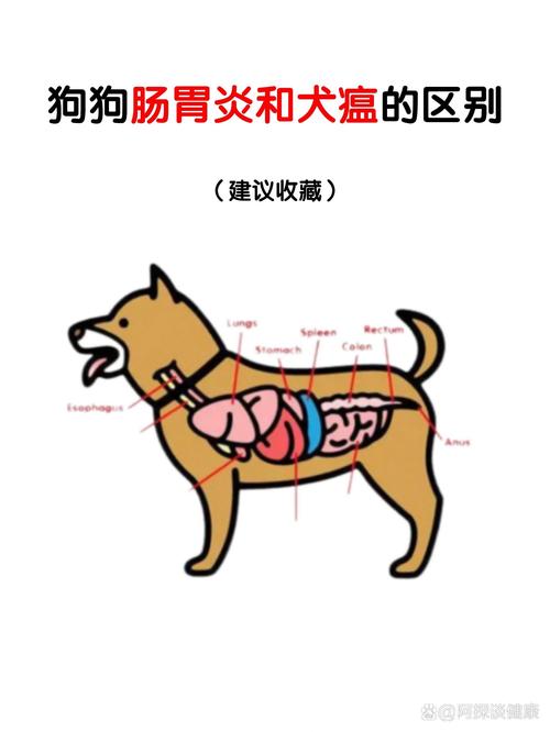 狗狗肠道堵塞症状,狗狗肠道梗阻症状?-第5张图片-后鲨宠物 狗狗肠道堵塞症状,狗狗肠道梗阻症状?-第5张图片-后鲨宠物