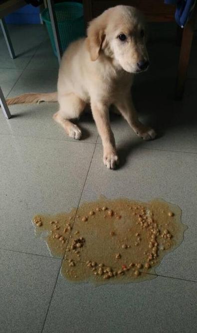 狗狗肠道堵塞症状,狗狗肠道梗阻症状?-第6张图片-后鲨宠物 狗狗肠道堵塞症状,狗狗肠道梗阻症状?-第6张图片-后鲨宠物