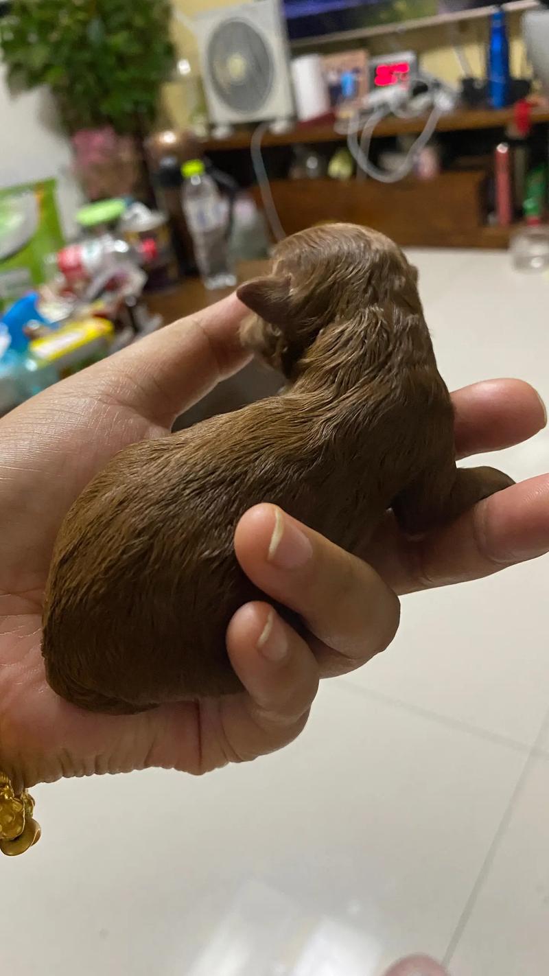 狗狗带天坑是什么意思，狗狗带天坑是什么意思?？