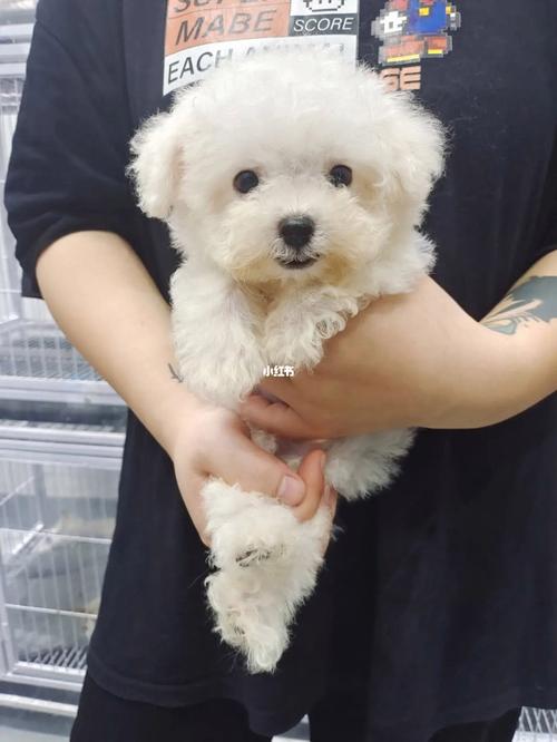 狗狗带天坑是什么意思,狗狗带天坑是什么意思??-第4张图片-后鲨宠物 狗狗带天坑是什么意思,狗狗带天坑是什么意思??-第4张图片-后鲨宠物