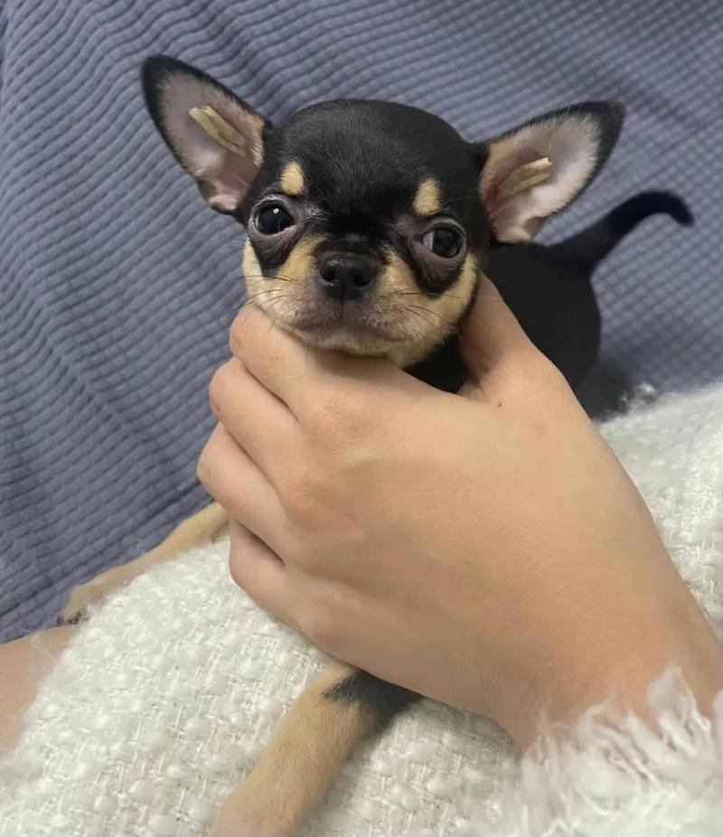 狗狗带天坑是什么意思,狗狗带天坑是什么意思??-第5张图片-后鲨宠物 狗狗带天坑是什么意思,狗狗带天坑是什么意思??-第5张图片-后鲨宠物