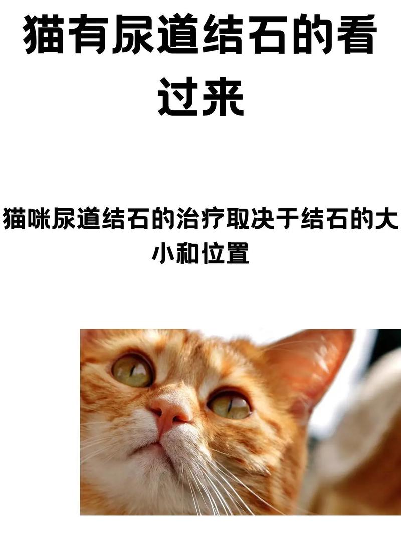 猫咪尿结石怎么办,猫咪尿结石-第2张图片-后鲨宠物 猫咪尿结石怎么办,猫咪尿结石-第2张图片-后鲨宠物