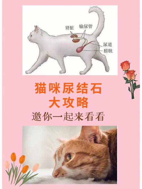 猫咪尿结石怎么办,猫咪尿结石-第4张图片-后鲨宠物 猫咪尿结石怎么办,猫咪尿结石-第4张图片-后鲨宠物