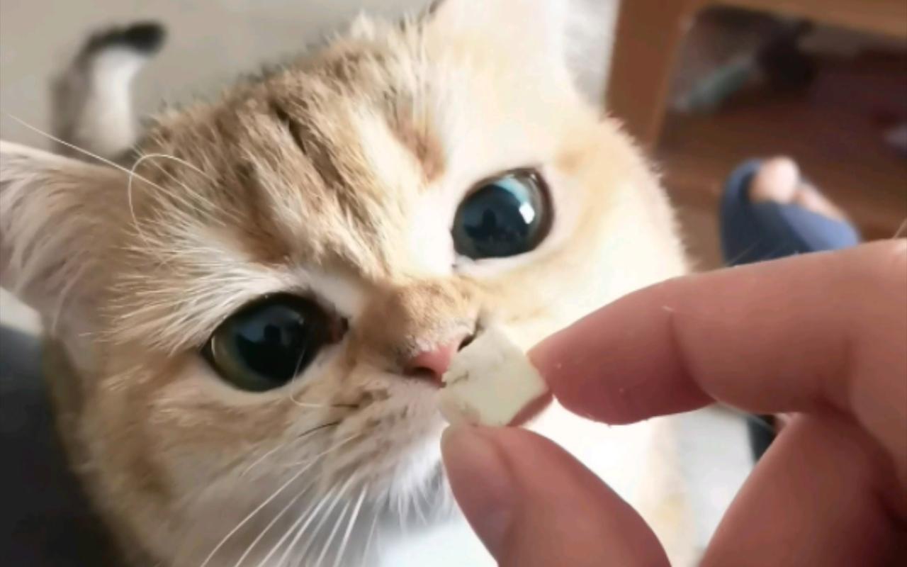 猫咪多大可以吃零食_猫咪多大可以吃零食零食-第6张图片-后鲨宠物