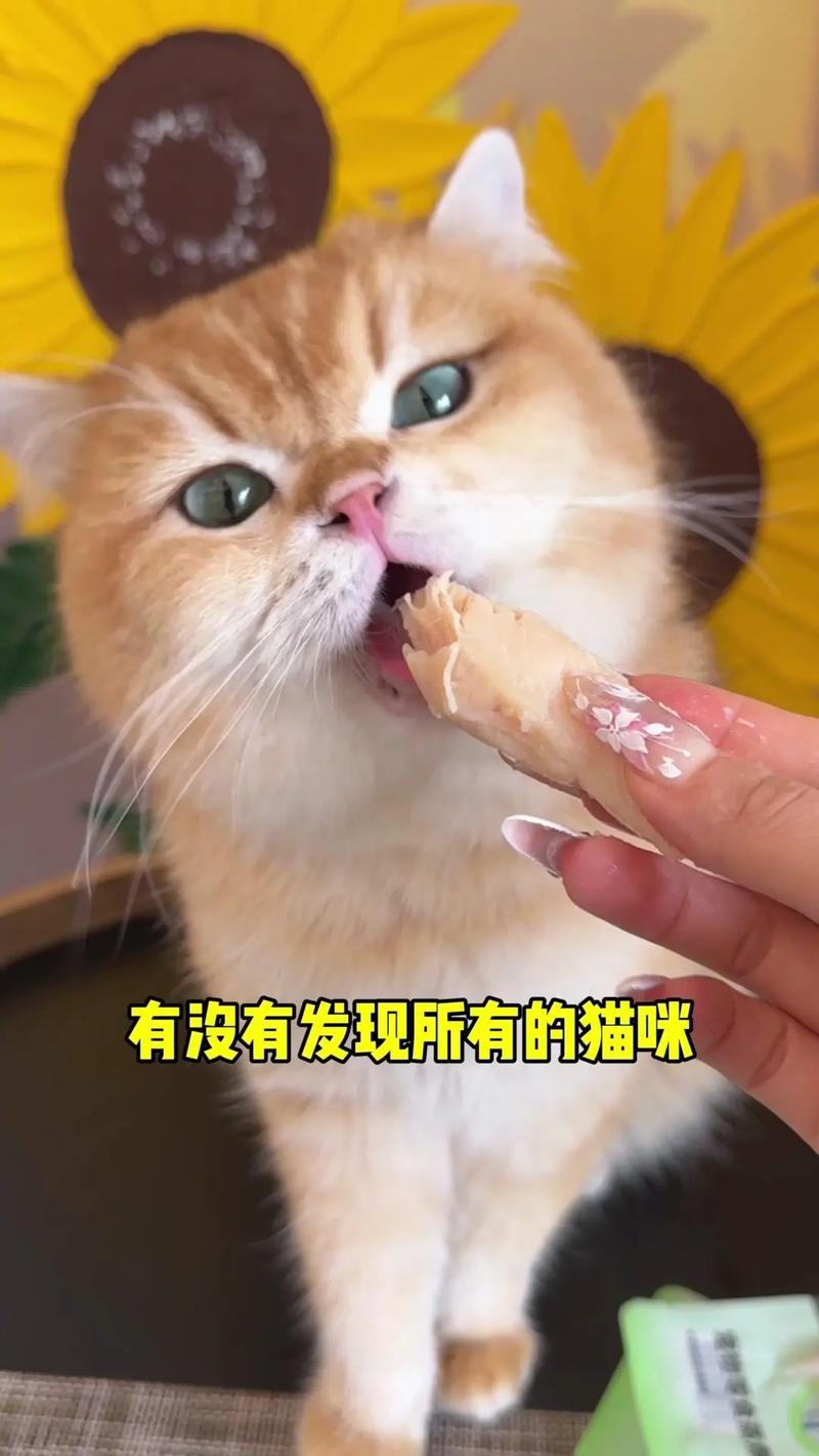 猫咪能吃什么肉,猫咪能吃什么肉和蔬菜?-第4张图片-后鲨宠物 猫咪能吃什么肉,猫咪能吃什么肉和蔬菜?-第4张图片-后鲨宠物