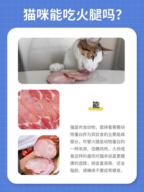 猫咪能不能吃火腿肠_猫咪能不能吃火腿肠一点-第6张图片-后鲨宠物 猫咪能不能吃火腿肠_猫咪能不能吃火腿肠一点-第6张图片-后鲨宠物