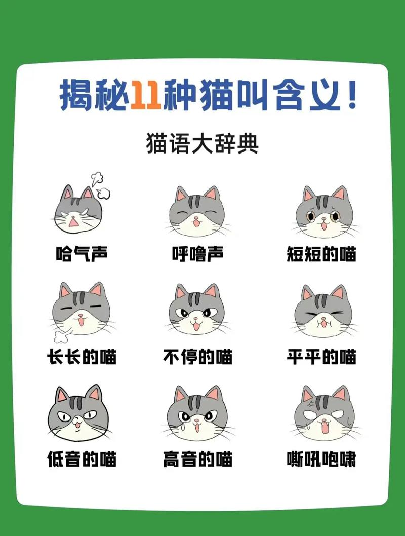 猫猫为什么一直叫,猫猫为什么一直叫的特别大声?-第5张图片-后鲨宠物 猫猫为什么一直叫,猫猫为什么一直叫的特别大声?-第5张图片-后鲨宠物
