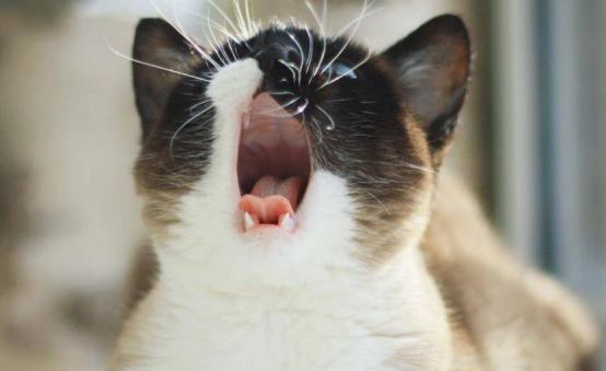 猫猫为什么一直叫,猫猫为什么一直叫的特别大声?-第6张图片-后鲨宠物 猫猫为什么一直叫,猫猫为什么一直叫的特别大声?-第6张图片-后鲨宠物