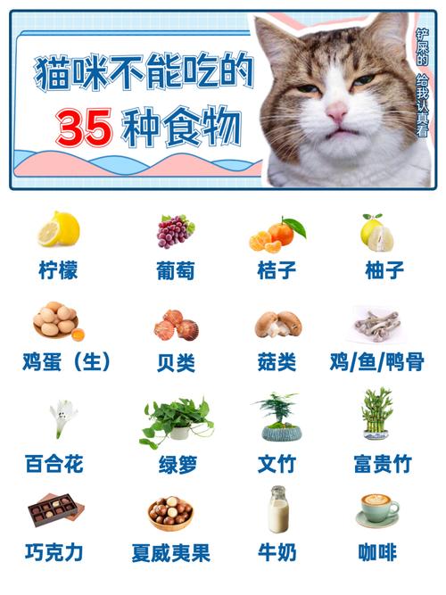 猫咪能喝豆浆吗_猫咪可以喝豆奶吗?