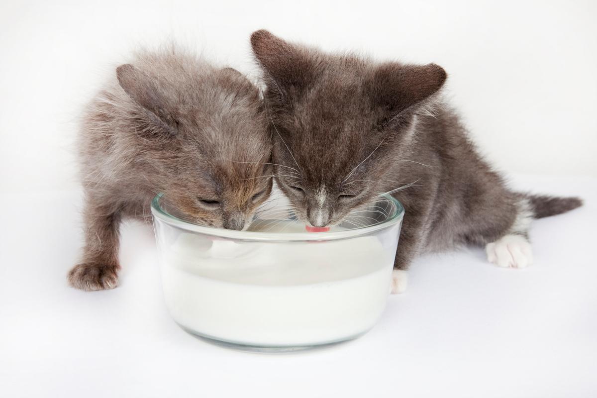 猫咪能喝豆浆吗_猫咪可以喝豆奶吗?-第2张图片-后鲨宠物 猫咪能喝豆浆吗_猫咪可以喝豆奶吗?-第2张图片-后鲨宠物