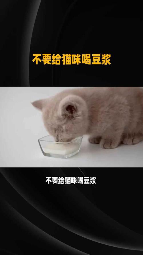 猫咪能喝豆浆吗_猫咪可以喝豆奶吗?-第5张图片-后鲨宠物 猫咪能喝豆浆吗_猫咪可以喝豆奶吗?-第5张图片-后鲨宠物