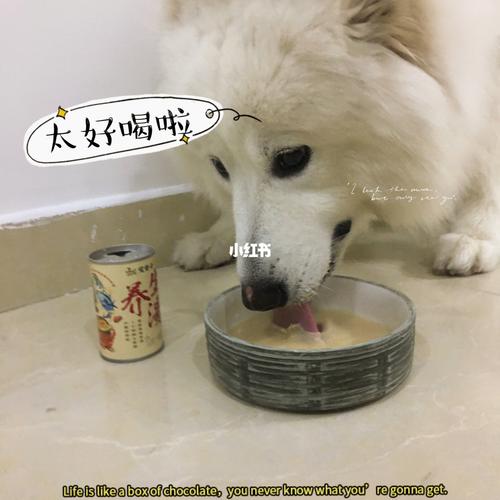 狗狗喝鱼汤有什么好处_狗狗喝鱼汤有什么好处吗-第3张图片-后鲨宠物 狗狗喝鱼汤有什么好处_狗狗喝鱼汤有什么好处吗-第3张图片-后鲨宠物