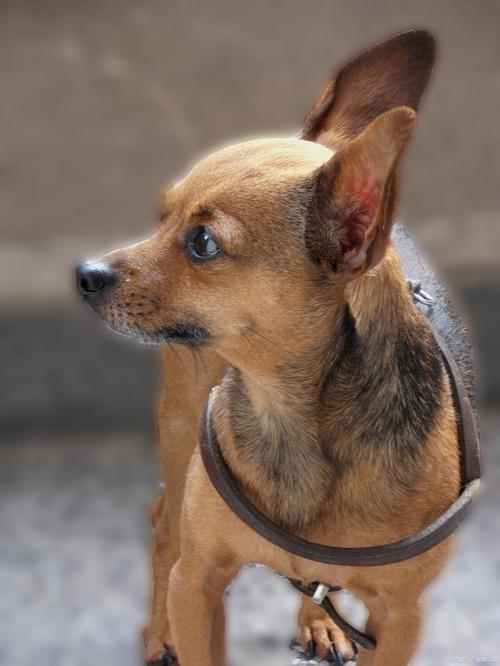 狗狗耳朵怎么立起来_狗狗耳朵怎么立起来图片