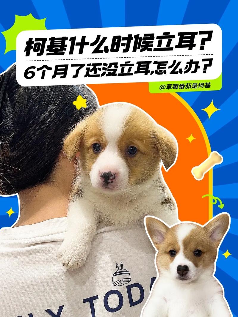 狗狗耳朵怎么立起来_狗狗耳朵怎么立起来图片-第2张图片-后鲨宠物 狗狗耳朵怎么立起来_狗狗耳朵怎么立起来图片-第2张图片-后鲨宠物