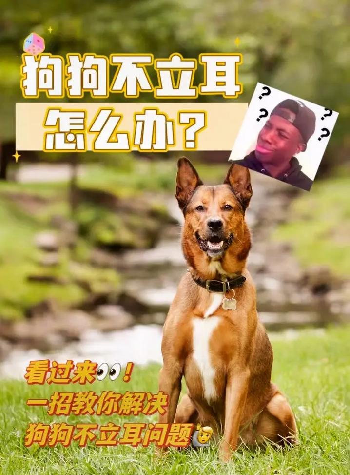 狗狗耳朵怎么立起来_狗狗耳朵怎么立起来图片-第4张图片-后鲨宠物 狗狗耳朵怎么立起来_狗狗耳朵怎么立起来图片-第4张图片-后鲨宠物