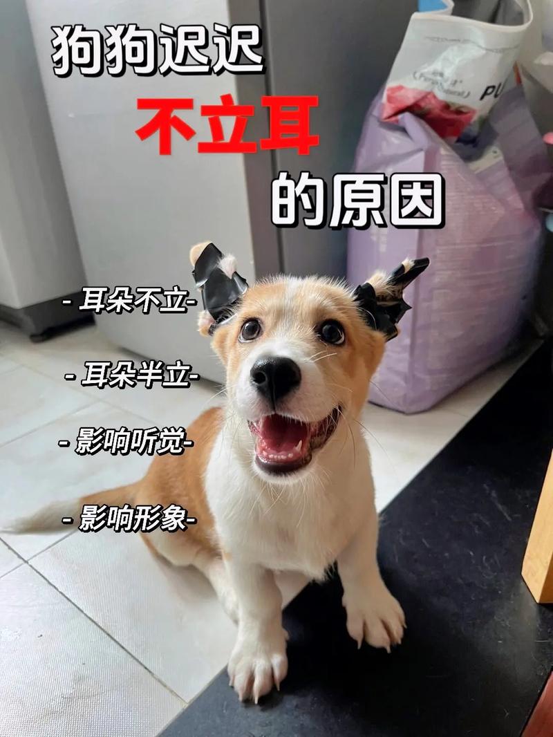 狗狗耳朵怎么立起来_狗狗耳朵怎么立起来图片-第5张图片-后鲨宠物 狗狗耳朵怎么立起来_狗狗耳朵怎么立起来图片-第5张图片-后鲨宠物