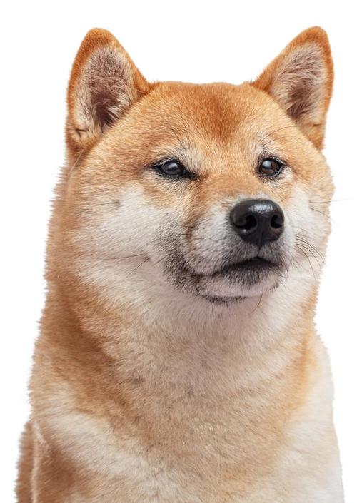 狗狗耳朵怎么立起来_狗狗耳朵怎么立起来图片-第6张图片-后鲨宠物 狗狗耳朵怎么立起来_狗狗耳朵怎么立起来图片-第6张图片-后鲨宠物