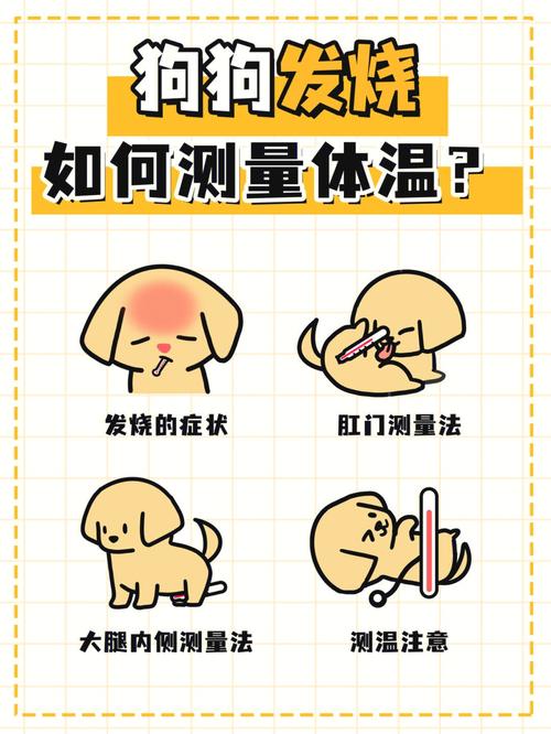 狗狗烧到40度怎么办,狗狗发高烧40度怎么办-第3张图片-后鲨宠物 狗狗烧到40度怎么办,狗狗发高烧40度怎么办-第3张图片-后鲨宠物