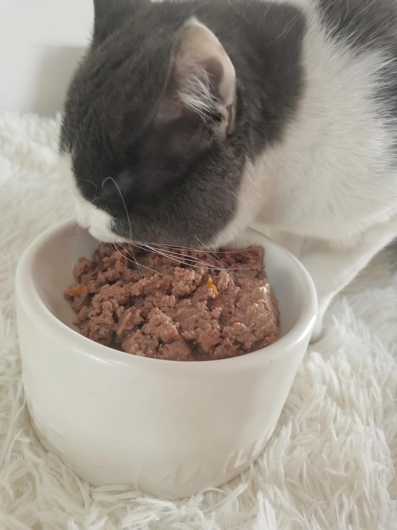  猫咪湿粮怎么做，猫咪湿粮的做法