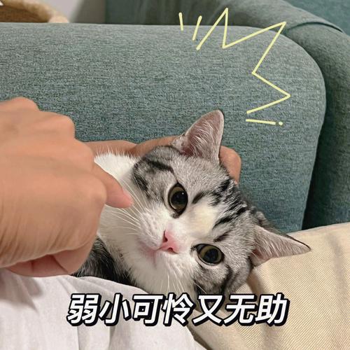 猫咪不爱吃罐头_猫咪不爱吃罐头爱吃猫粮-第2张图片-后鲨宠物 猫咪不爱吃罐头_猫咪不爱吃罐头爱吃猫粮-第2张图片-后鲨宠物