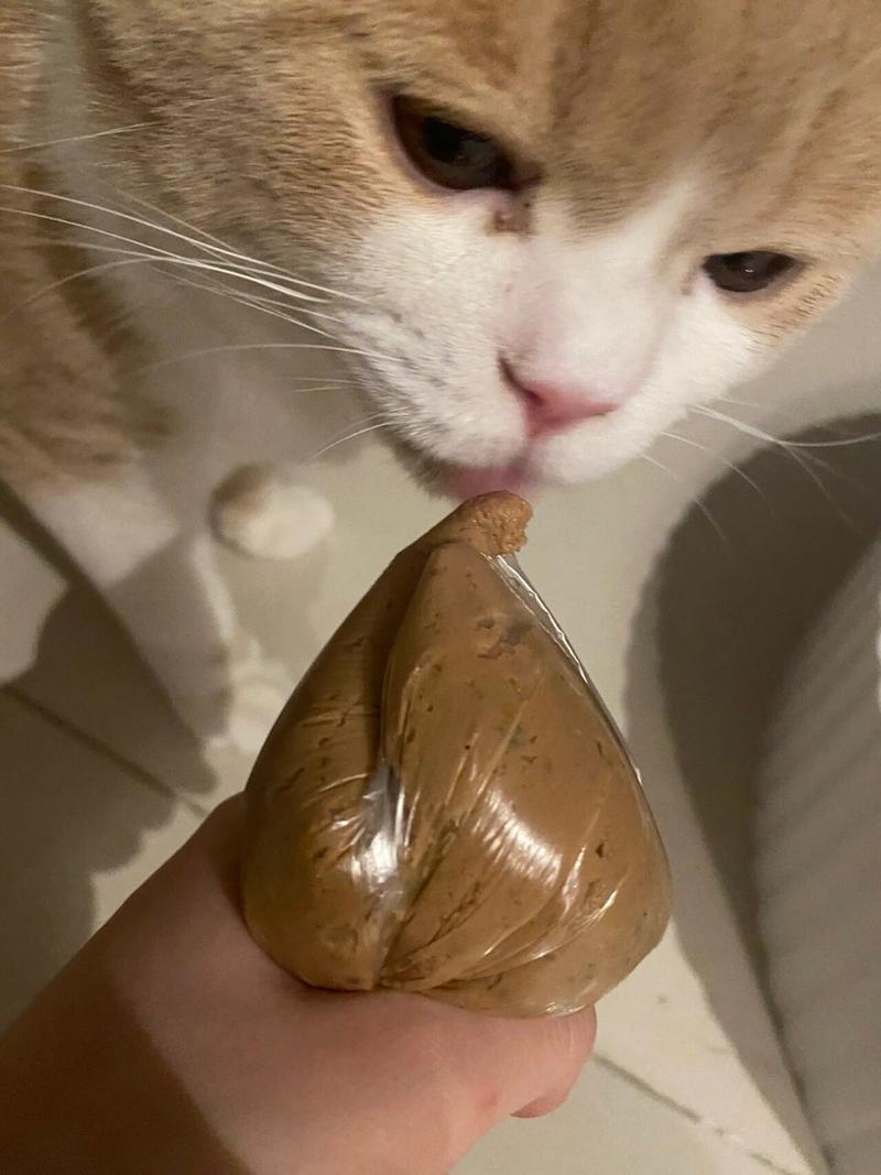 猫咪不爱吃罐头_猫咪不爱吃罐头爱吃猫粮-第5张图片-后鲨宠物 猫咪不爱吃罐头_猫咪不爱吃罐头爱吃猫粮-第5张图片-后鲨宠物