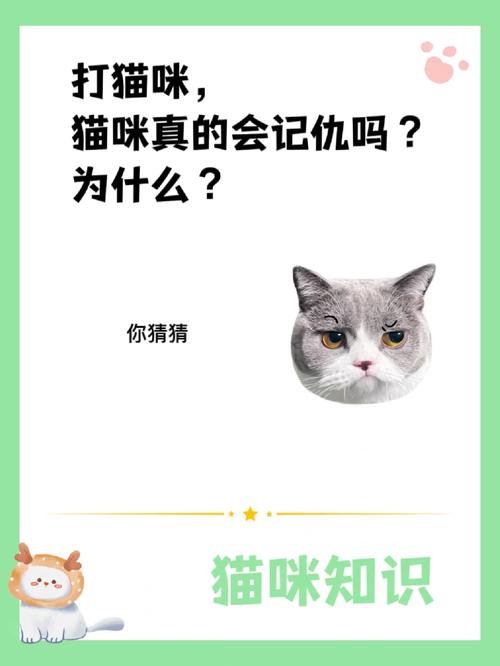  猫咪知道自己被骂吗，猫咪知道自己被宠爱吗