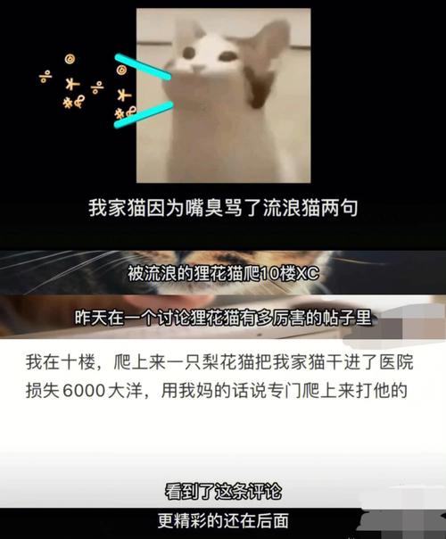 猫咪知道自己被骂吗,猫咪知道自己被宠爱吗-第2张图片-后鲨宠物 猫咪知道自己被骂吗,猫咪知道自己被宠爱吗-第2张图片-后鲨宠物