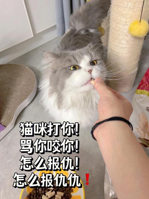 猫咪知道自己被骂吗,猫咪知道自己被宠爱吗-第4张图片-后鲨宠物 猫咪知道自己被骂吗,猫咪知道自己被宠爱吗-第4张图片-后鲨宠物