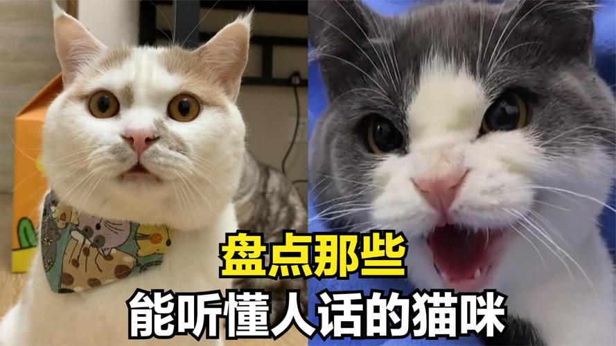猫咪知道自己被骂吗,猫咪知道自己被宠爱吗-第6张图片-后鲨宠物 猫咪知道自己被骂吗,猫咪知道自己被宠爱吗-第6张图片-后鲨宠物
