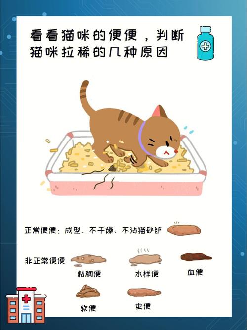 猫咪拉肚子怎么回事,猫咪拉肚子吃什么药-第3张图片-后鲨宠物 猫咪拉肚子怎么回事,猫咪拉肚子吃什么药-第3张图片-后鲨宠物