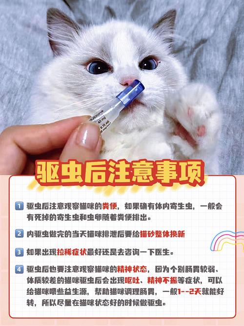  猫咪怀孕能驱虫吗，猫咪怀孕了可以驱虫吗?-第3张图片-后鲨宠物