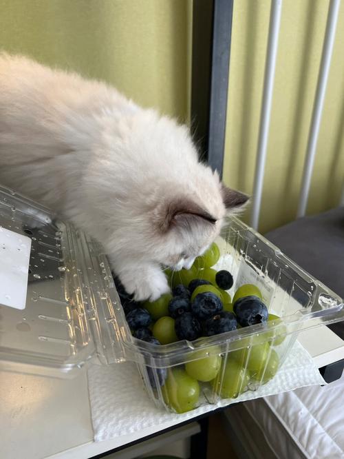 猫咪能吃提子吗，猫可以吃提子吗？-第2张图片-后鲨宠物